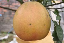 Bưởi khổng lồ tiền triệu khách lùng mua dịp Tết có gì đặc biệt?