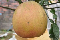 Bưởi khổng lồ tiền triệu khách lùng mua dịp Tết có gì đặc biệt?