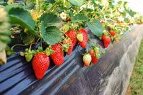 Dâu tây Úc đắt đỏ, hút nhà giàu Việt được trồng thế nào?