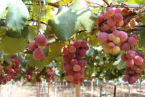 "Lạc trôi" trong vườn nho siêu đắt 8 triệu đồng/quả