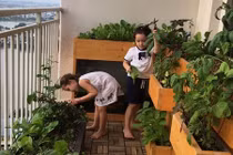 Ca sĩ Hồng Nhung trồng rau bằng đất sét, nuôi cá trên ban công