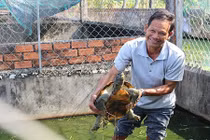 Những trang trại rùa "đẻ" ra tiền của nông dân Việt