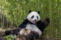 Tại sao người xưa không thuần hóa gấu trúc khổng lồ làm thú cưng? 