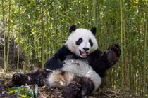 Tại sao người xưa không thuần hóa gấu trúc khổng lồ làm thú cưng? 