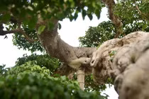 Cận cảnh siêu cây “Độc long kim cương” 22 tỷ về tay đại gia Hải Dương