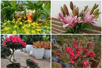 Cây cảnh lạ... hút khách rước về chơi Tết Tân Sửu 2021