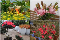 Cây cảnh lạ... hút khách rước về chơi Tết Tân Sửu 2021