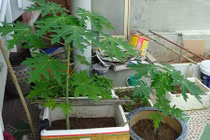 Bỏ túi bí kíp trồng đu đủ trong chậu vẫn sai trĩu quả