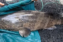 Cá song vang trăm triệu đồng: Nhà giàu Việt chịu chi ăn ngon thế nào? 