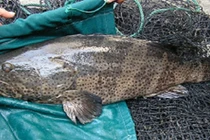 Cá song vang trăm triệu đồng: Nhà giàu Việt chịu chi ăn ngon thế nào? 