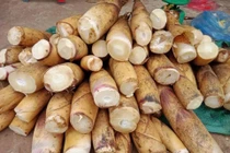Măng vầu Tây Bắc gây sốt chợ mạng, dân đào không kịp bán