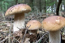 Nấm gan bò Đà Lạt gần triệu đồng/kg có gì hấp dẫn hội chị em?