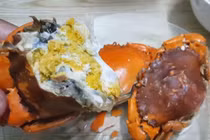 Loại cua giá gấp đôi bình thường, giới nhà giàu săn lùng có gì hot?