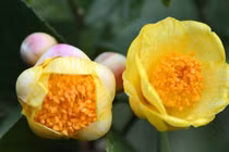 Bất ngờ loài hoa đắt như “vàng ròng”, trồng tại Việt Nam 