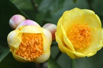 Bất ngờ loài hoa đắt như “vàng ròng”, trồng tại Việt Nam