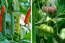 Sự thật bất ngờ về những giống cây tiền tỷ ở Việt Nam