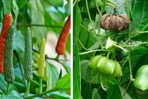 Sự thật bất ngờ về những giống cây tiền tỷ ở Việt Nam