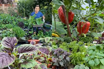 "Đã mắt" khu vườn hơn 100 loại rau củ của ông bố Việt ở Anh