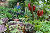 "Đã mắt" khu vườn hơn 100 loại rau củ của ông bố Việt ở Anh