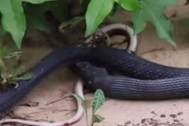 Clip: Rắn nuốt chửng đồng loại rồi bất ngờ nhả ra 