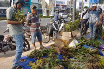 Thăm chợ lan rừng bán theo kg ở Đà Nẵng