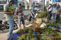 Thăm chợ lan rừng bán theo kg ở Đà Nẵng