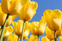 Sang năm 2023, 3 con giáp đạt thành tích vượt trội