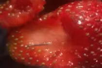 Phát hiện kim khâu trong dâu tây bán tại thị trường New Zealand