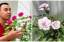 3 vườn hồng đẹp mê mẩn trong nhà sao Việt