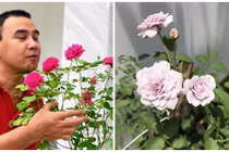 3 vườn hồng đẹp mê mẩn trong nhà sao Việt