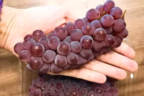 Nho chuỗi ngọc Nhật Bản có gì khác nho ta mà tận 2 triệu đồng/kg?