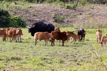 Bò tót ở VQG Phước Bình: Khám phá cây gia phả 3 thế hệ 