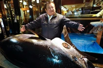Cận cảnh cá ngừ khổng lồ 72 tỷ khiến đại gia xuống tiền