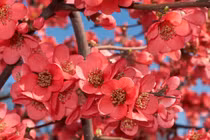 Trời sinh 5 con giáp tài giỏi và có EQ đỉnh cao, làm việc gì cũng thành công