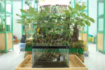  “Ngã ngửa” cây sâm Ngọc Linh tiền tỷ, đáng giá cả gia tài