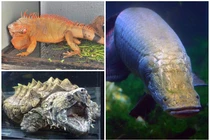 Giật mình con số đại gia Việt “dốc tiền” rước quái thú về nuôi