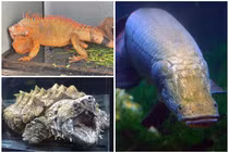 Giật mình con số đại gia Việt “dốc tiền” rước quái thú về nuôi