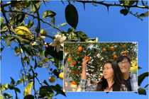 Hé lộ khu vườn bên trong ngôi nhà tại Mỹ của Phương Thảo - Ngọc Lễ