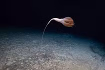 Khám phá điều kỳ diệu dưới đáy Thái Bình Dương