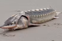 Phát hiện xác loài cá tiền sử tồn tại từ thời khủng long 