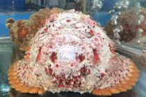 “Xấu hết phần thiên hạ”, cá mặt quỷ tiền triệu vấn “cháy hàng'