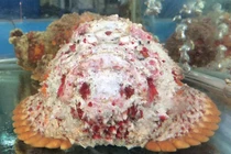 “Xấu hết phần thiên hạ”, cá mặt quỷ tiền triệu vấn “cháy hàng'