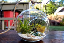 Lạ mắt những khu vườn tý hon trong bình thủy tinh