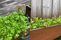 Vườn rau nhỏ xinh xanh mướt trong biệt thự của Tăng Thanh Hà