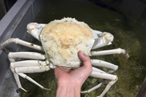 Cua pha lê trắng bóc, đắt gấp 5 lần cua Việt đặc biệt thế nào?