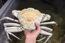 Cua pha lê trắng bóc, đắt gấp 5 lần cua Việt đặc biệt thế nào?