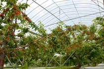 Bên trong trang trại cherry cho khách ăn thoải mái ở Nhật 