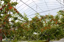 Bên trong trang trại cherry cho khách ăn thoải mái ở Nhật 