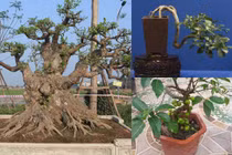 Mê tít loạt sung bonsai đẹp khó rời mắt