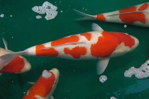 Giật mình loài cá chỉ để làm cảnh mà giá "đắt ngang" 1 căn biệt thự